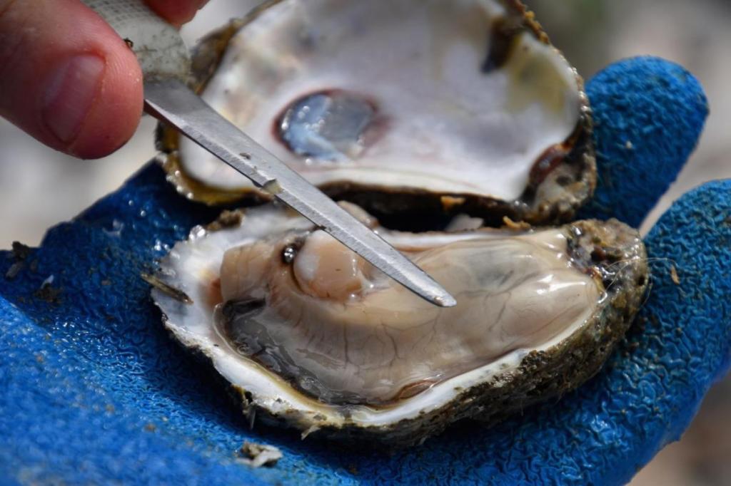 Old Fashion Oyster Dressing made with "giant boogers of the sea"